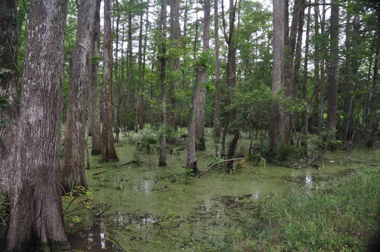 green swamp